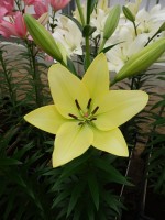 [4034 Gerritzalm No102.JPG]